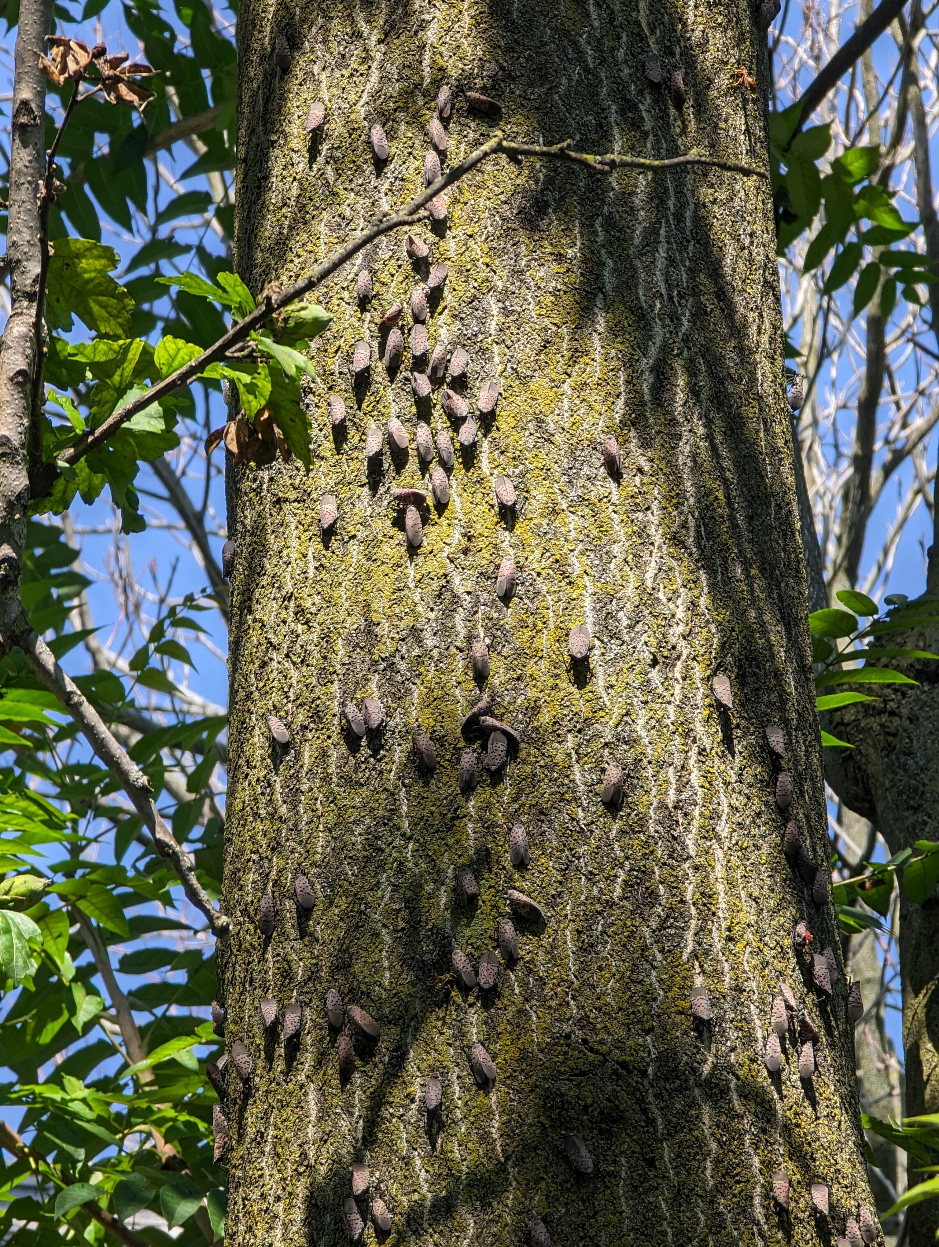 Tree of heaven in Ohio with many adult spotted lanternflies.